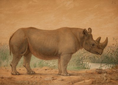 Afrikanisches Nashorn von Joseph Wolf