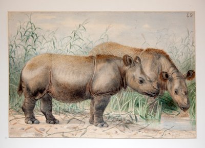 Haariges Nashorn von Joseph Wolf