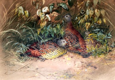 Hardwickes Spornhuhn (Galloperdix lunulata), 1852-54 von Joseph Wolf