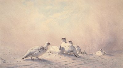 Schneehuhn, Winter, 1873 von Joseph Wolf