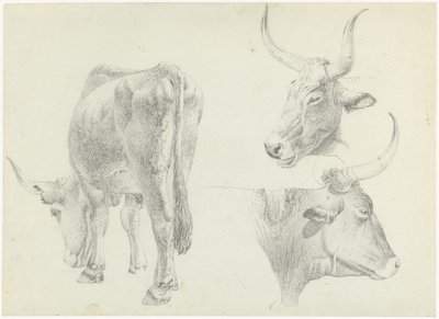 Drei Studien von italienischem Rindvieh von Josephus Augustus Knip