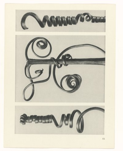 Pflanzenstudie Urformen der Kunst (Serientitel) von Karl Blossfeldt