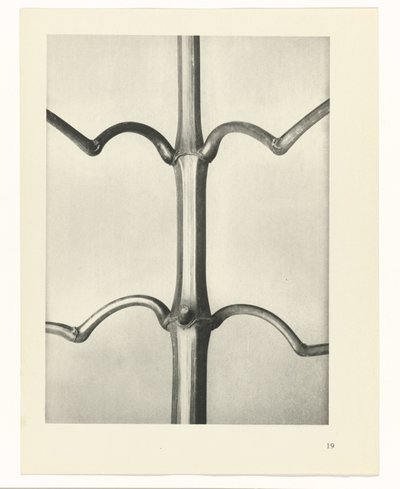 Pflanzenstudie Urformen der Kunst (Serientitel) von Karl Blossfeldt
