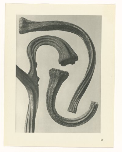 Pflanzenstudie Urformen der Kunst (Serientitel) von Karl Blossfeldt