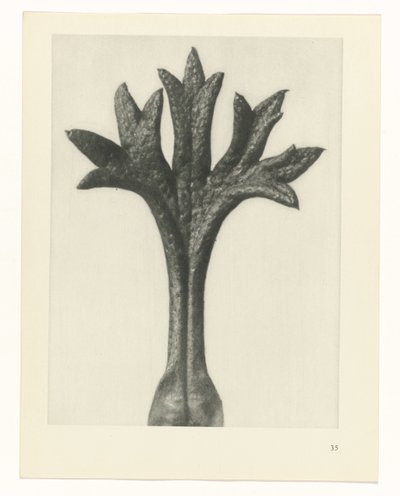 Pflanzenstudie Urformen der Kunst (Serientitel) von Karl Blossfeldt