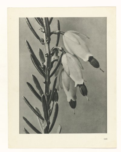 Pflanzenstudie (Urformen der Kunst) von Karl Blossfeldt