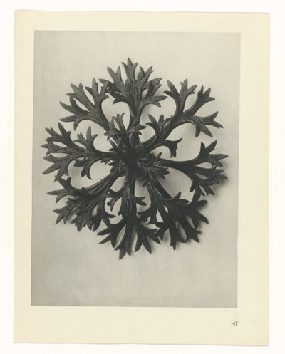 Pflanzenstudie (Urformen der Kunst) von Karl Blossfeldt