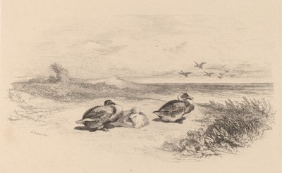 Wilde Enten von Karl Bodmer