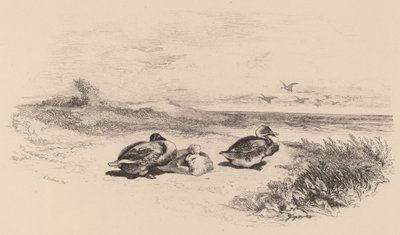 Wildenten von Karl Bodmer