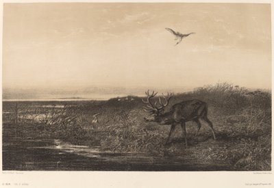Der Abend. Hirsch und Reiher von Karl Bodmer