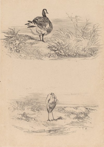 Gans, Reiher von Karl Bodmer