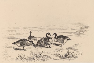Nonnengänse von Karl Bodmer