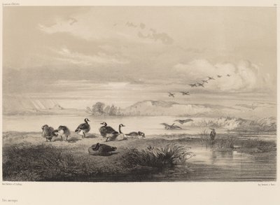 Wilde Gänse von Karl Bodmer