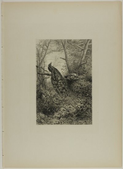 Pfauen auf einem Ast von Karl Bodmer
