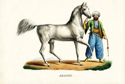 Arabisches Pferd, 1824 von Karl Joseph Brodtmann