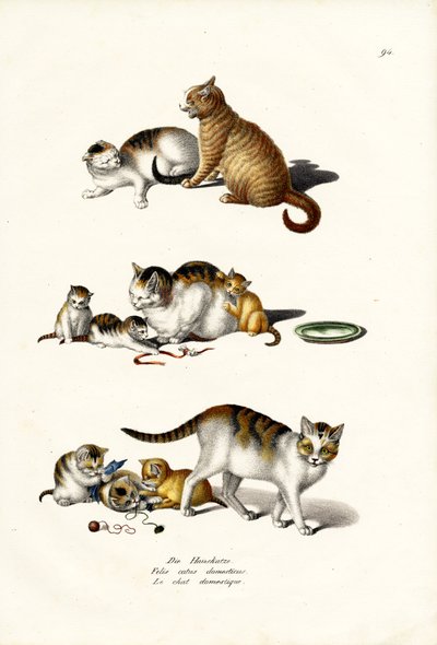 Hauskatzen, 1824 von Karl Joseph Brodtmann