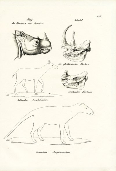 Kopf des Sumatra-Nashorns, 1824 von Karl Joseph Brodtmann