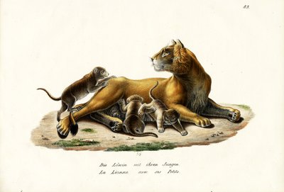 Löwin mit Jungen, 1824 von Karl Joseph Brodtmann