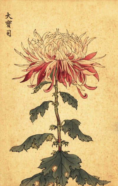 Hybride weiße und purpurrote Löffel-Chrysantheme (Kupferstich) von Keika Hasegawa