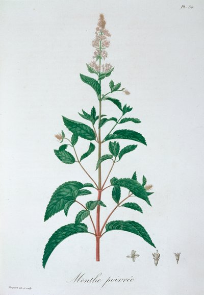 Mentha Piperita Pfefferminze, 1821 von LFJ Hoquart