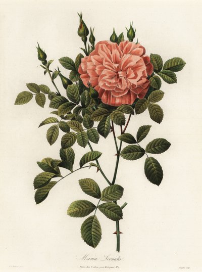 Maria Leonida, Hybride Rose, Rosa bracteata Sorte von Langlois Langlois