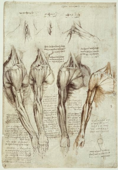 Anatomiestudien von Leonardo da Vinci