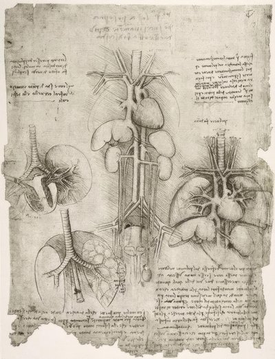 Anatomiestudien von Leonardo da Vinci