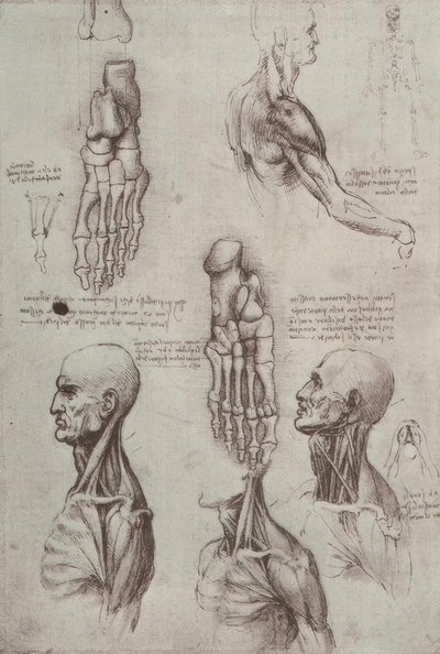 Anatomiestudien von Leonardo da Vinci