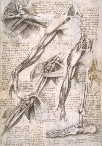 Anatomiestudien von Leonardo da Vinci