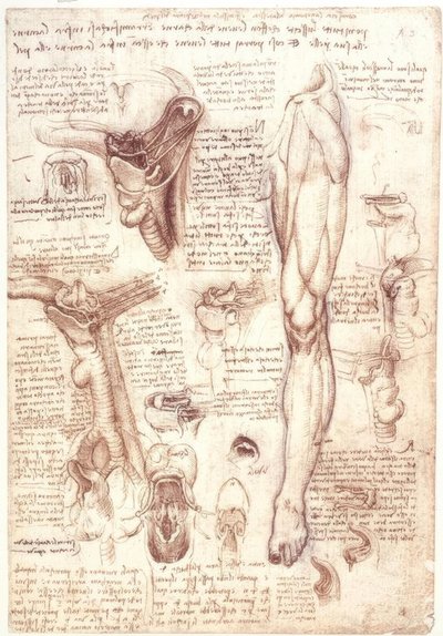 Anatomiestudien: Zunge, Rachen, Kehlkopf und Speiseröhre von Leonardo da Vinci