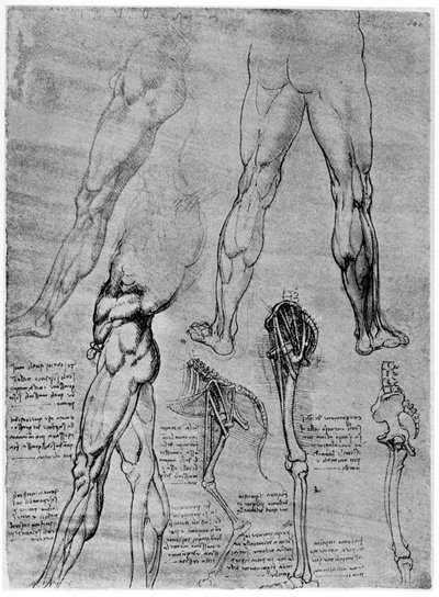 Studien zur vergleichenden Anatomie von Leonardo da Vinci