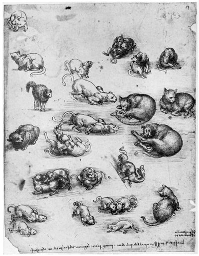 Studien von Katzen, 1513-1515, 1954 von Leonardo da Vinci