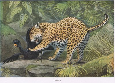 Jaguar von Louis Agassiz Fuertes