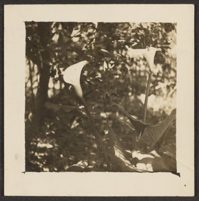 [Calla-Lilien] von Louis Fleckenstein