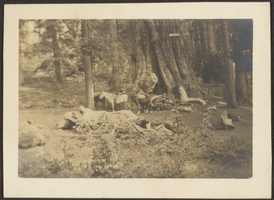 Packpferde in einer Waldlichtung von Louis Fleckenstein