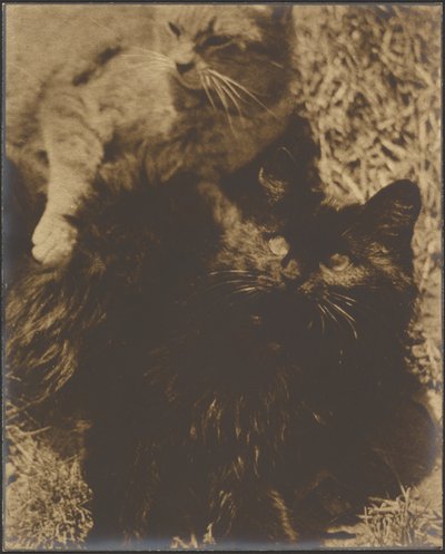 Zwei Katzen von Louis Fleckenstein