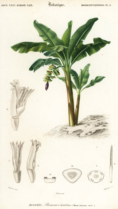Banane, Musa acuminata von Louis Joseph Edouard Maubert