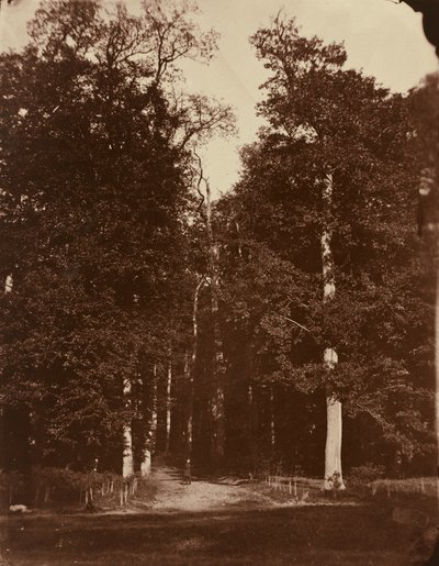 Wald bei Saint-Cloud von Louis Rémy Robert