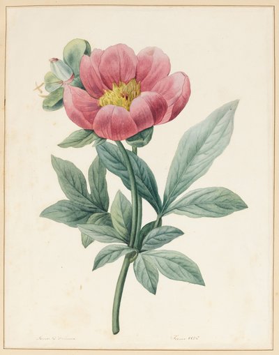 Poconia Mascula, Krautig, 1826 von Louise DOrleans