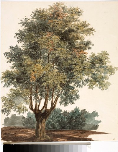 Baum von Luigi Garibbo