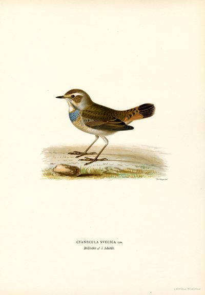 Blaukehlchen von Magnus Ferdinand and Wilhelm von Wright