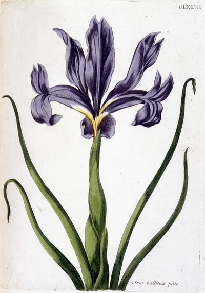 Unbekanntes Bild von Maria Sibylla Merian