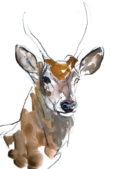 Daguet von Mark Adlington