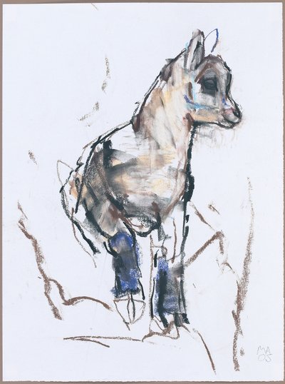 Steinbockjunges von Mark Adlington