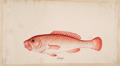 Ein Fisch. von Mark Catesby