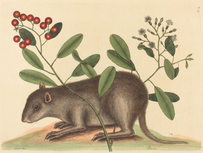 Der Bahama-Kaninchenratte Mus Monax, veröffentlicht 1754 von Mark Catesby