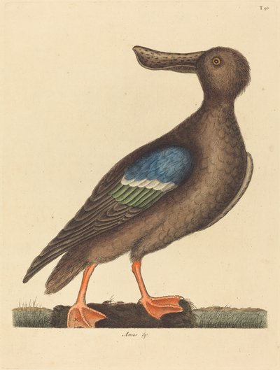 Der Blauflügel-Löffler (Anas clypeata foemina) von Mark Catesby
