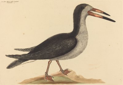 Der Cutwater Rhynchops nigra, veröffentlicht 1731-1743 von Mark Catesby