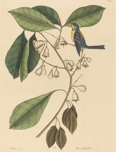 Der Meisenkletterer Parus americanus, veröffentlicht 1731-1743 von Mark Catesby