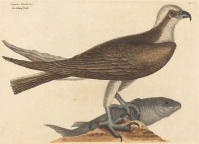 Der Fischadler Falco haliaetus, veröffentlicht 1754 von Mark Catesby